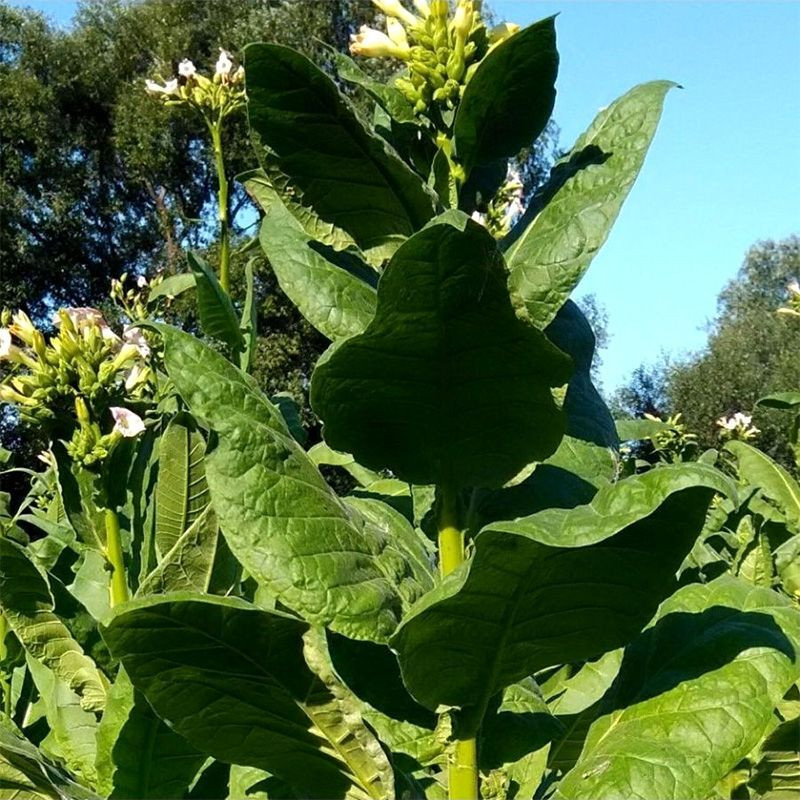 Tobacco seeds - Samsun 85 - 100