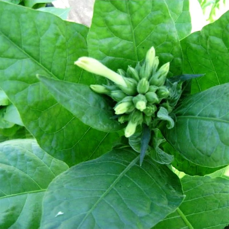 Tobacco seeds - Samsun 85 - 100