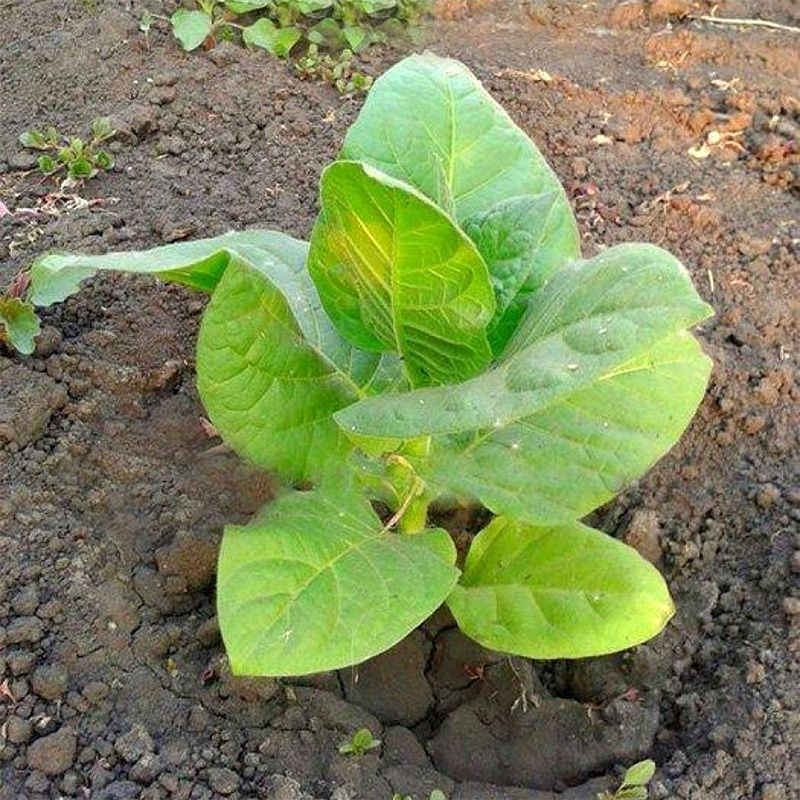 Tobacco seeds - Samsun 85 - 100