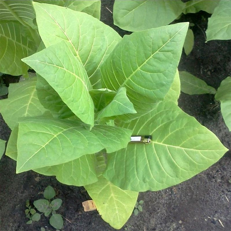 Tobacco seeds - Samsun 85 - 100