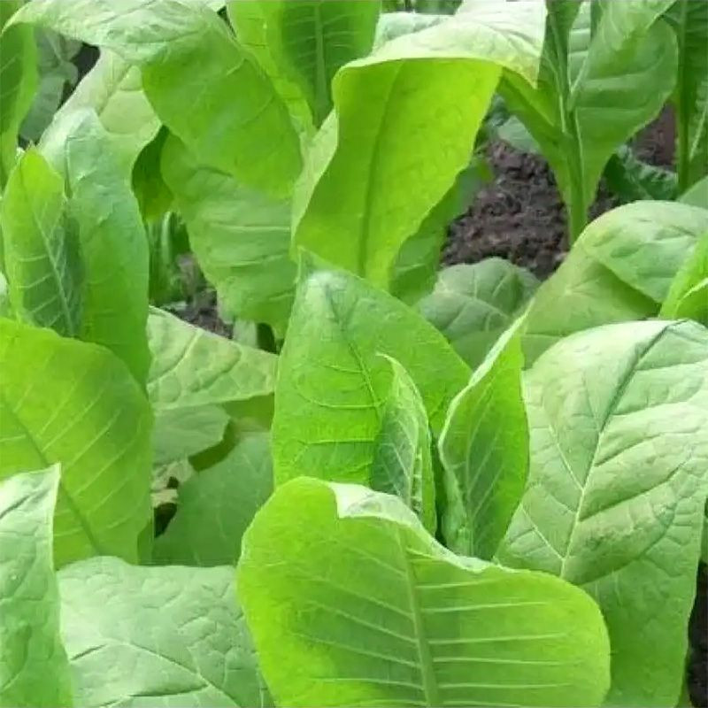 Tobacco seeds - Kalloi 51 - 300