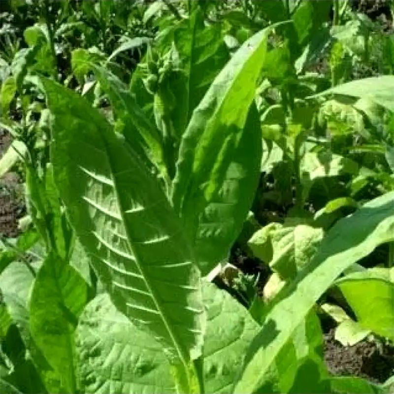 Tobacco seeds - Kalloi 51 - 300