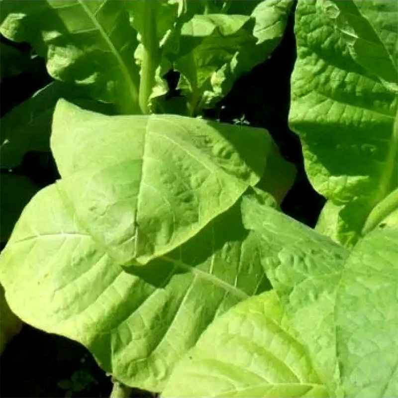 Tobacco seeds - Kalloi 51 - 300