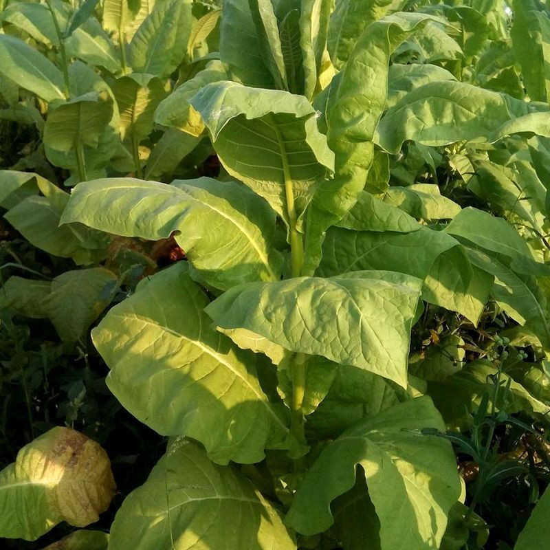 Tobacco seeds - Kalloi 51 - 300