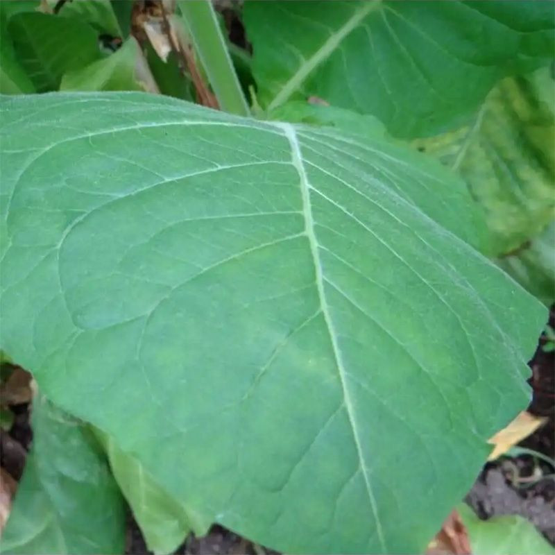Tobacco seeds - Kalloi 51 - 300