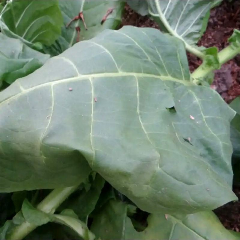 Tobacco seeds - Kerti - 100