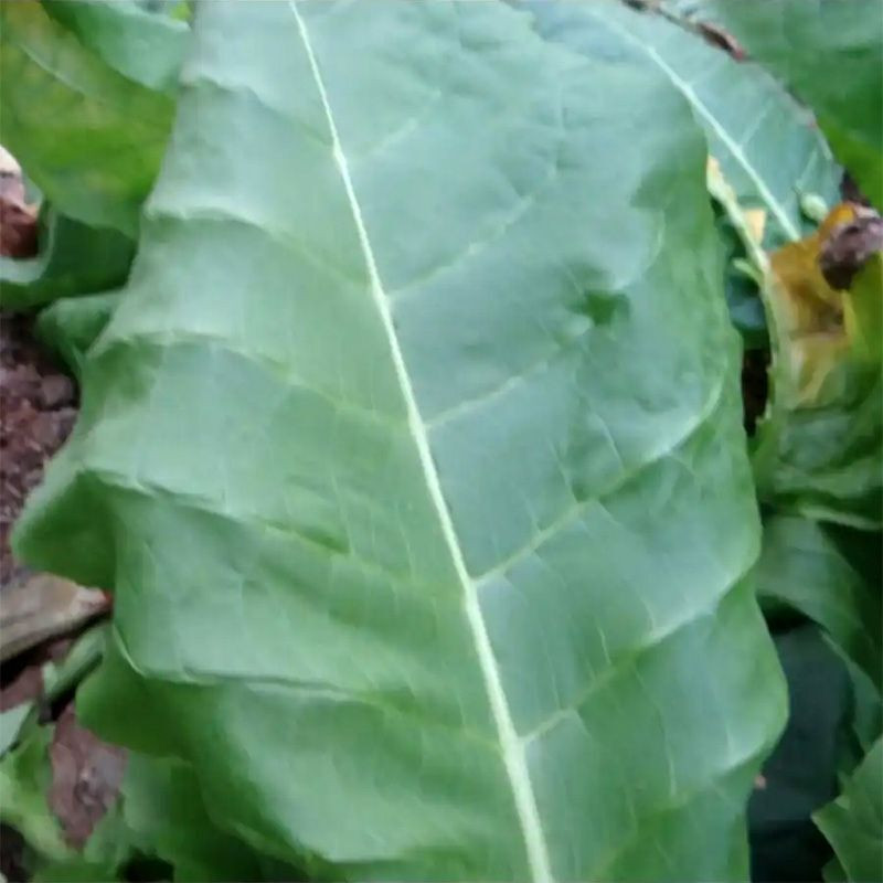 Tobacco seeds - Kerti - 100