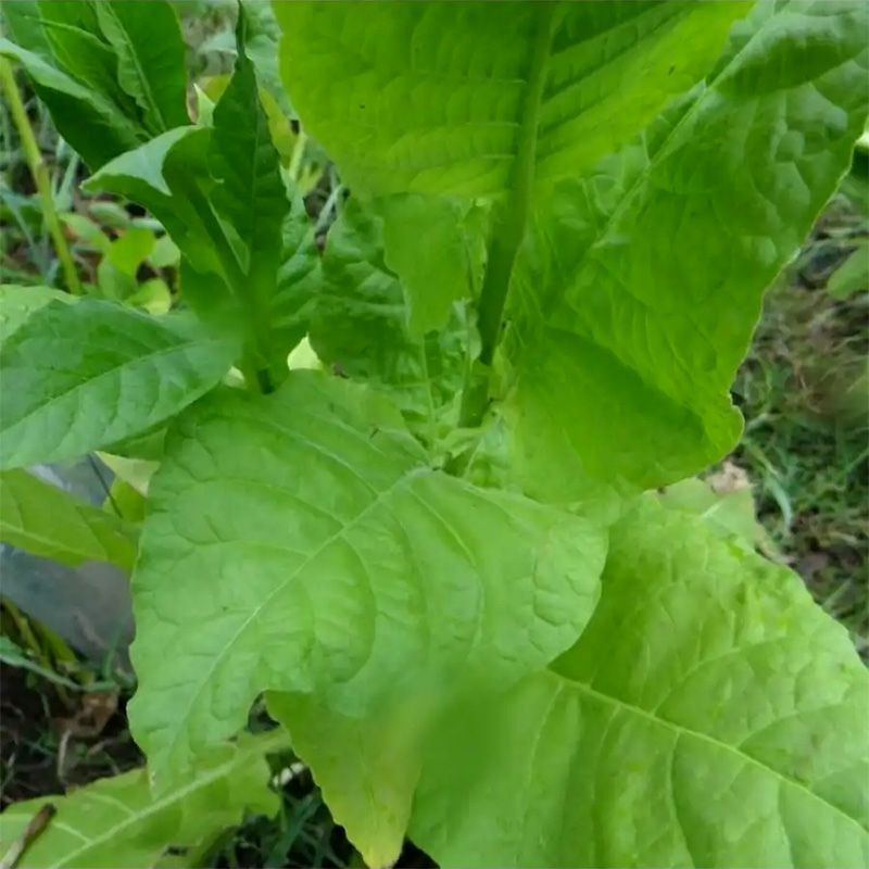 Tobacco seeds - Kerti - 100