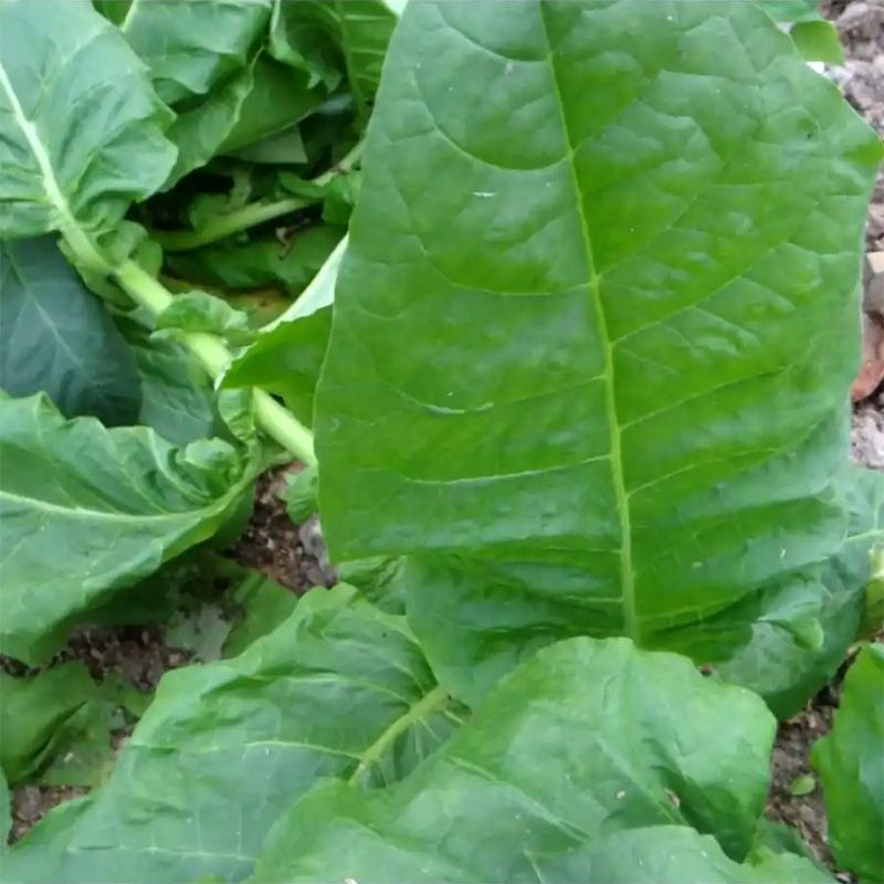 Tobacco seeds - Kerti - 100