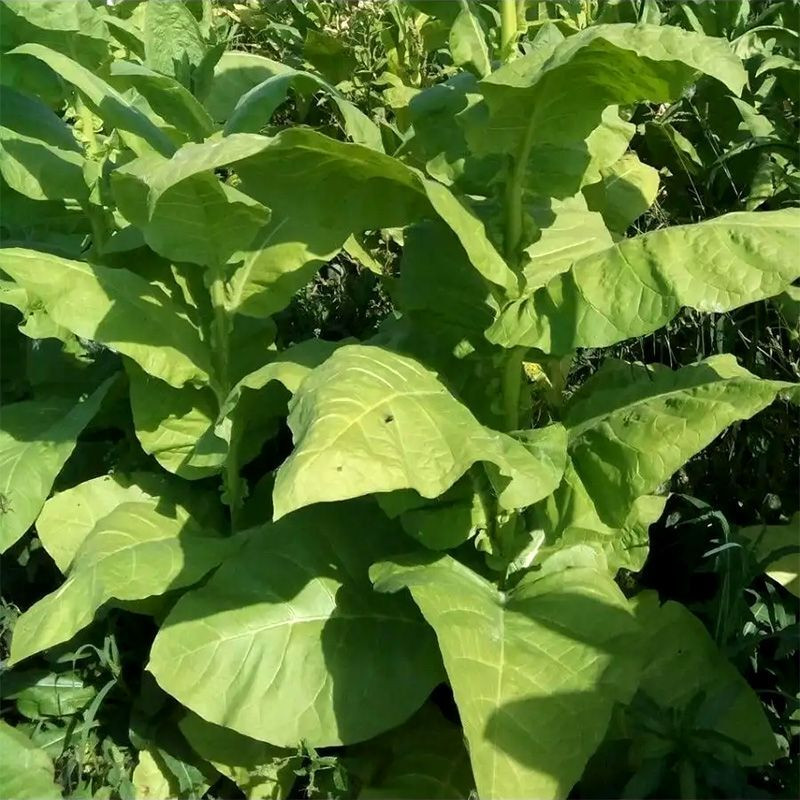 Tobacco seeds - Kerti - 100