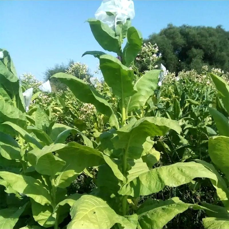 Tobacco seeds - Kerti - 100