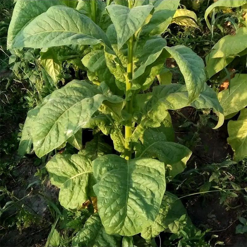 Tobacco seeds - Kentucky-190 (KY 190) - 100