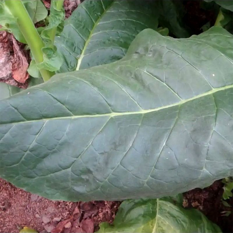 Tobacco seeds - Kentucky-190 (KY 190) - 100