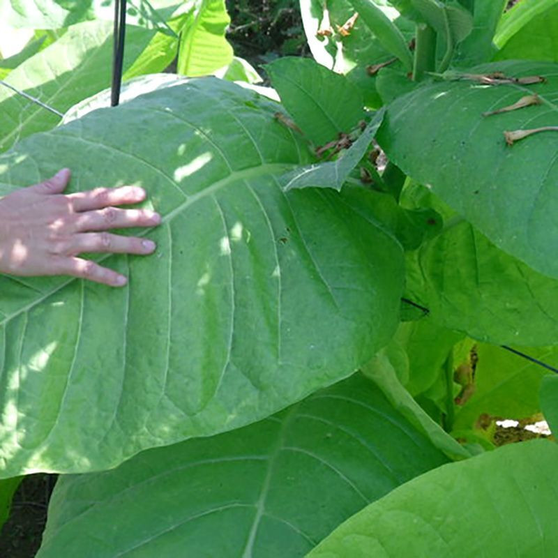 Tobacco seeds - Kentucky-190 (KY 190) - 100