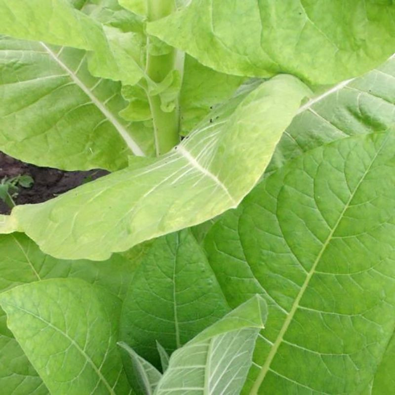 Tobacco seeds - Kentucky-190 (KY 190) - 100