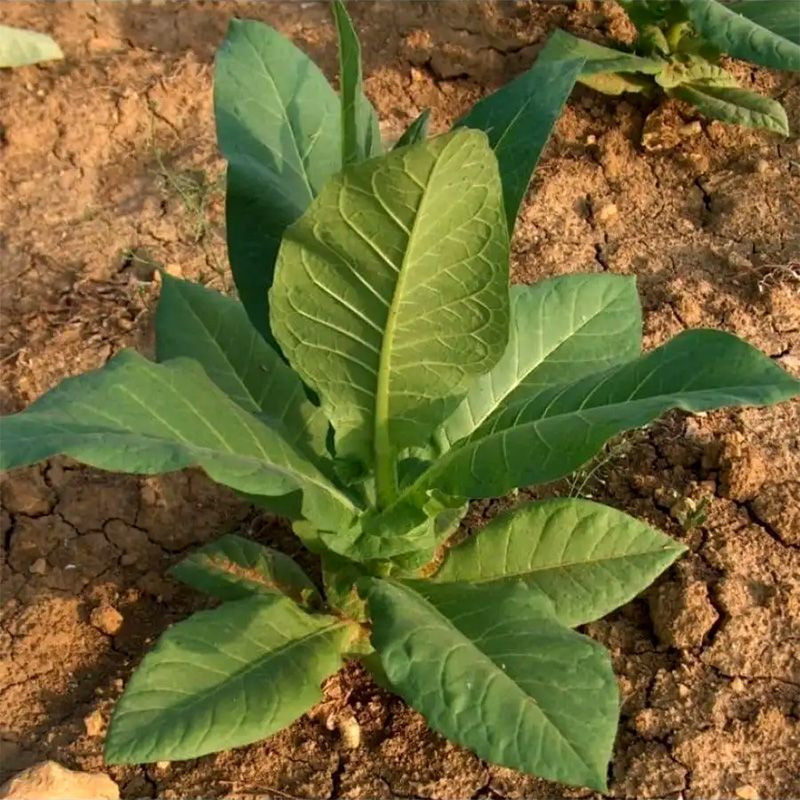 Tobacco seeds - Kentucky-190 (KY 190) - 100