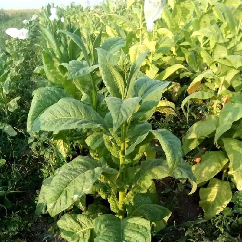 Tobacco seeds - Kentucky-190 (KY 190) - 100