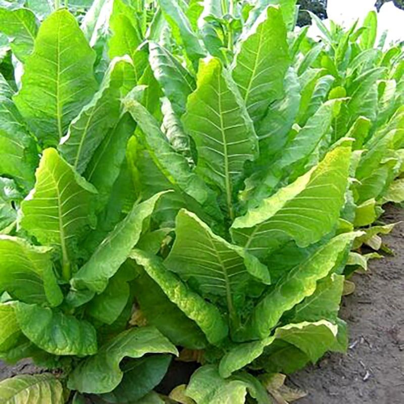Tobacco seeds - Kentucky-190 (KY 190) - 100