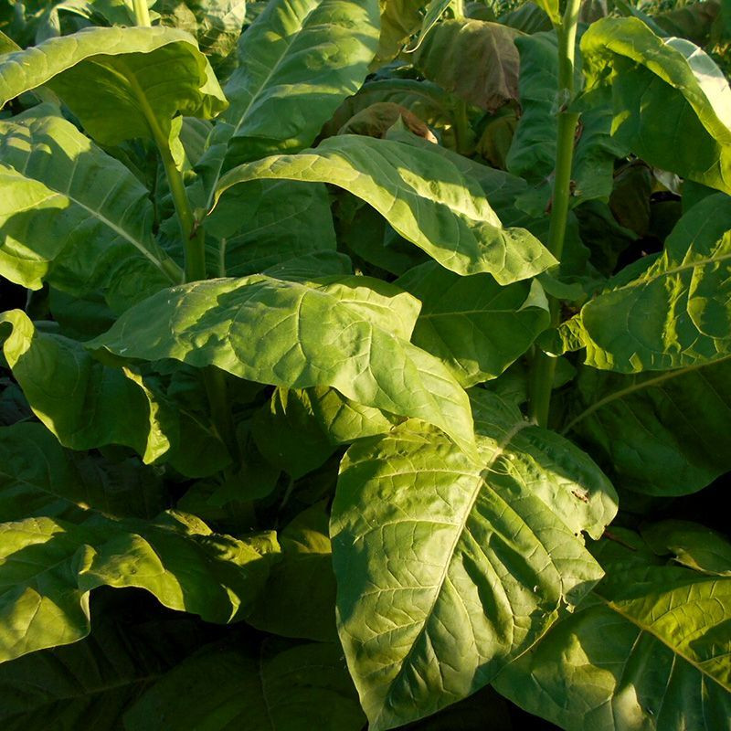Tobacco seeds - Kentucky-190 (KY 190) - 100