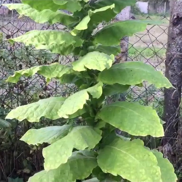 Tobacco seeds - Prilep P66-9/7 - 300