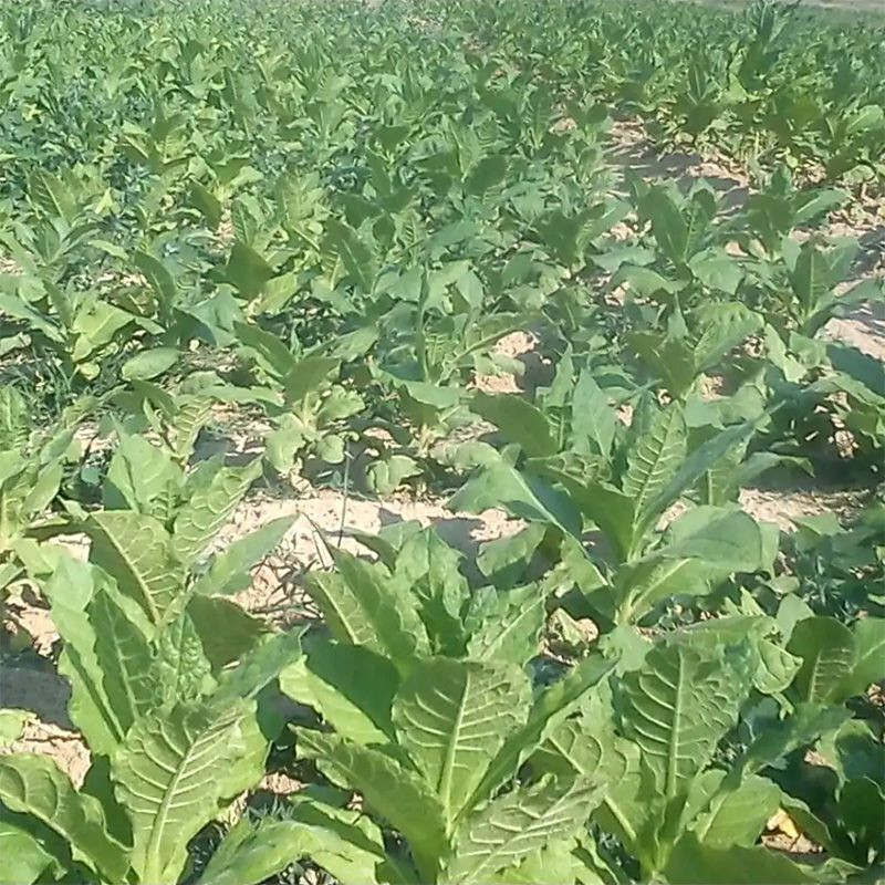 Tobacco seeds - Prilep P66-9/7 - 300