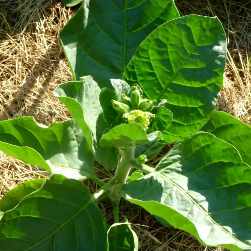 Tobacco seeds - Prilep P66-9/7 - 300