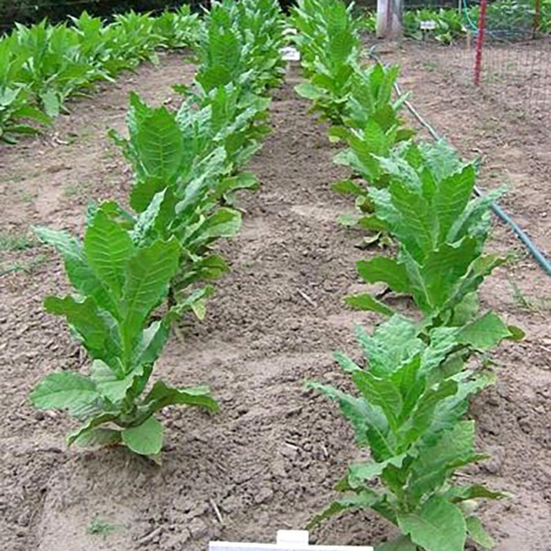 Tobacco seeds - Prilep P66-9/7 - 300