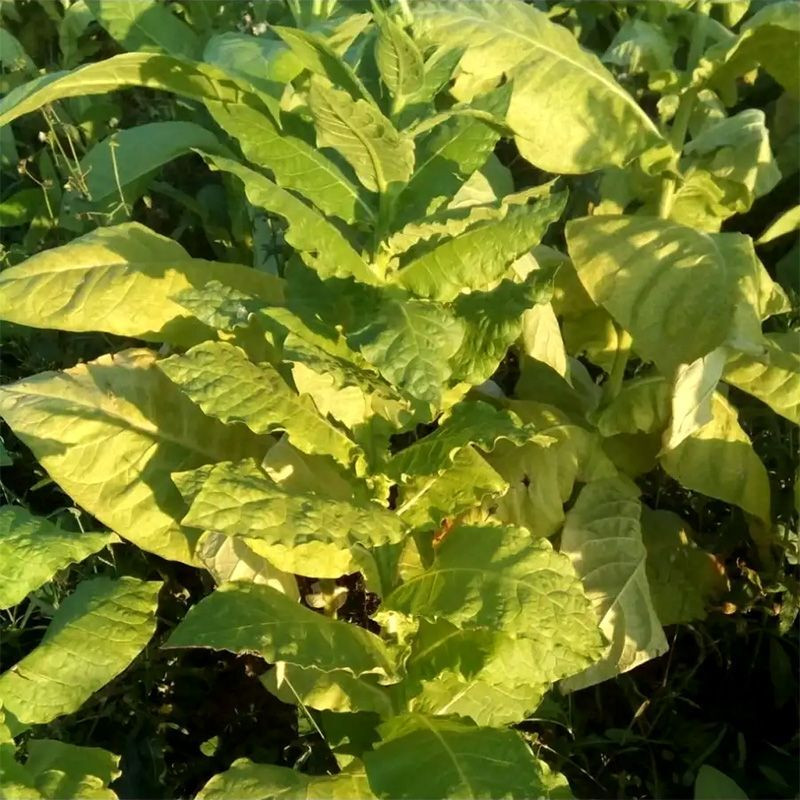 Tobacco seeds - Prilep P66-9/7 - 300