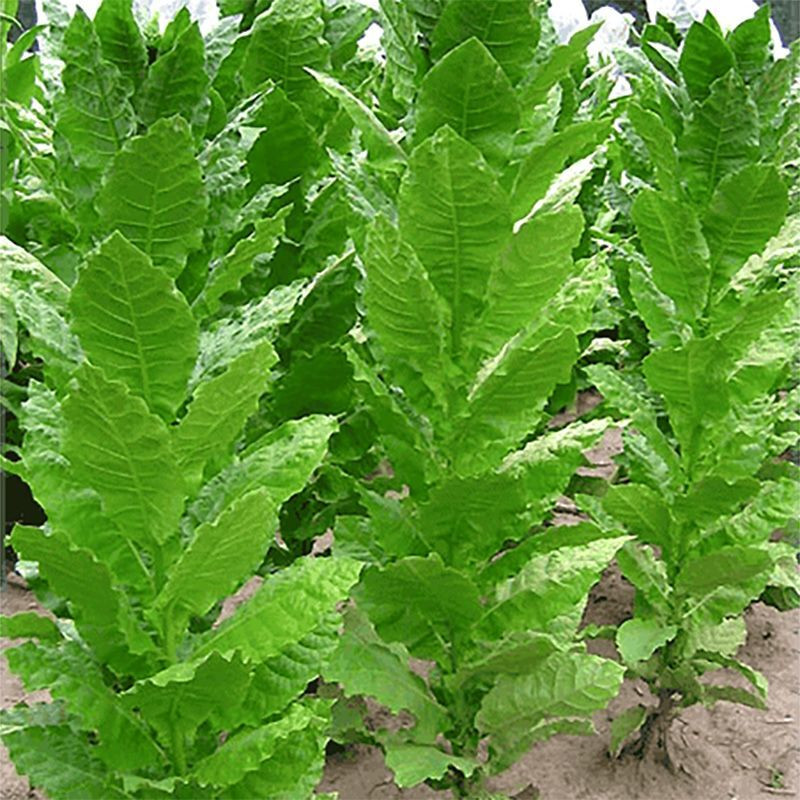 Tobacco seeds - Prilep P66-9/7 - 300