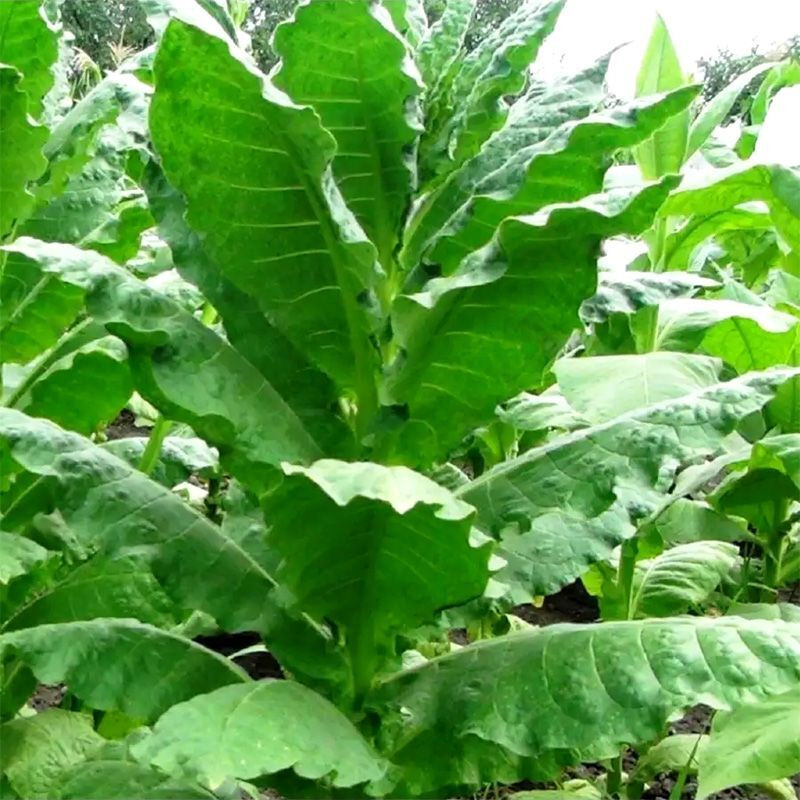 Tobacco seeds - Prilep P66-9/7 - 100