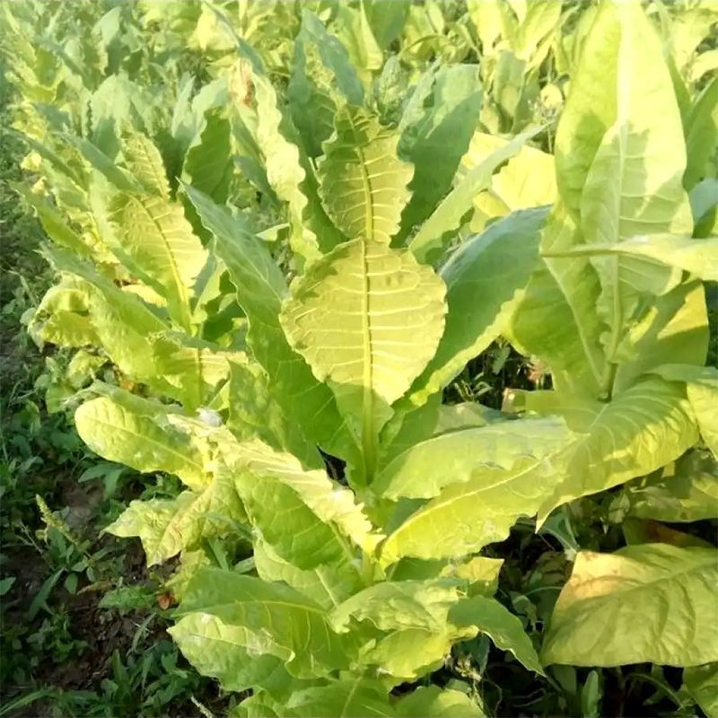 Tobacco seeds - Prilep P66-9/7 - 300