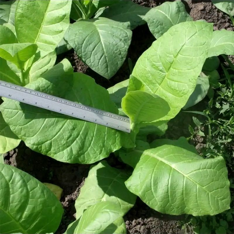 Tobacco seeds - Virginia Helena - 100