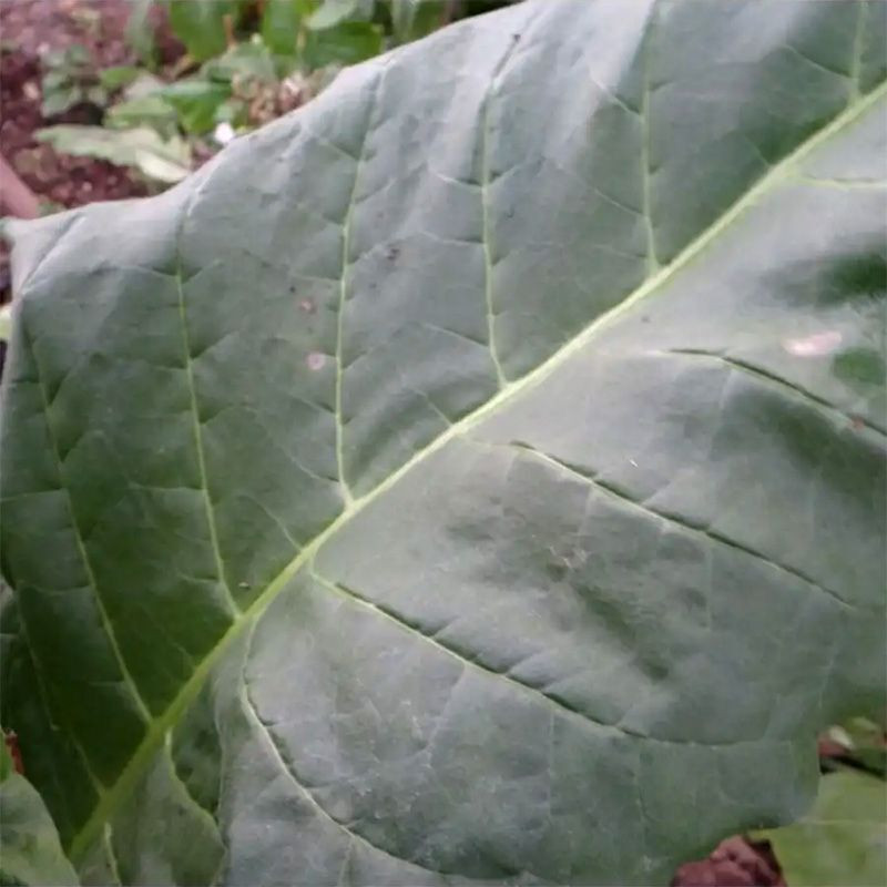 Tobacco seeds - Virginia Helena - 100