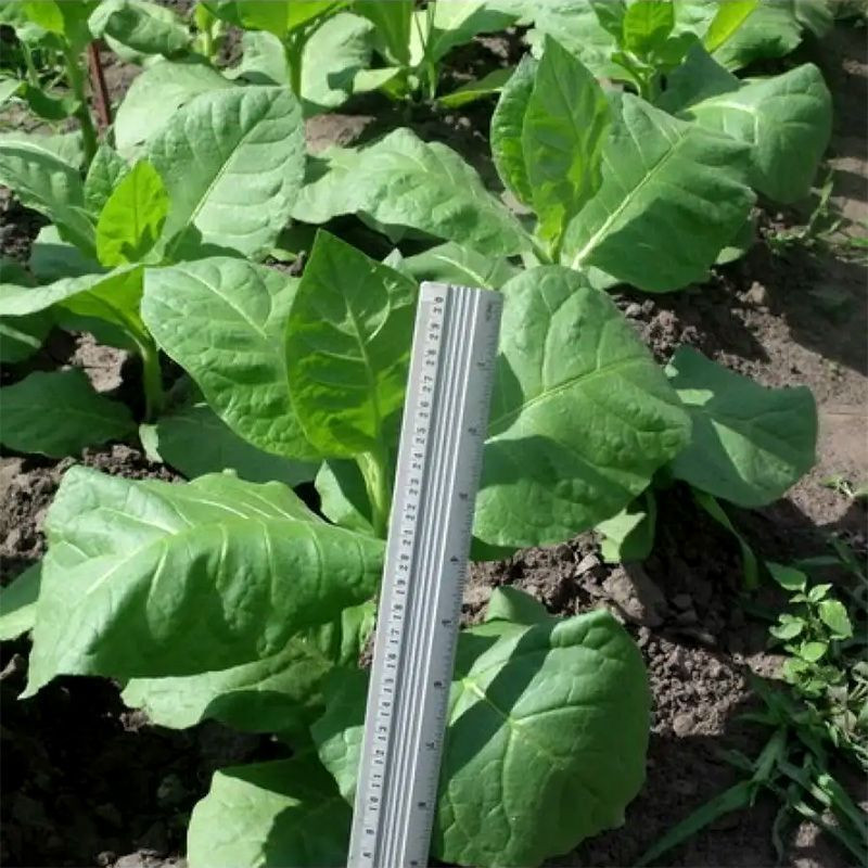 Tobacco seeds - Virginia Helena - 100