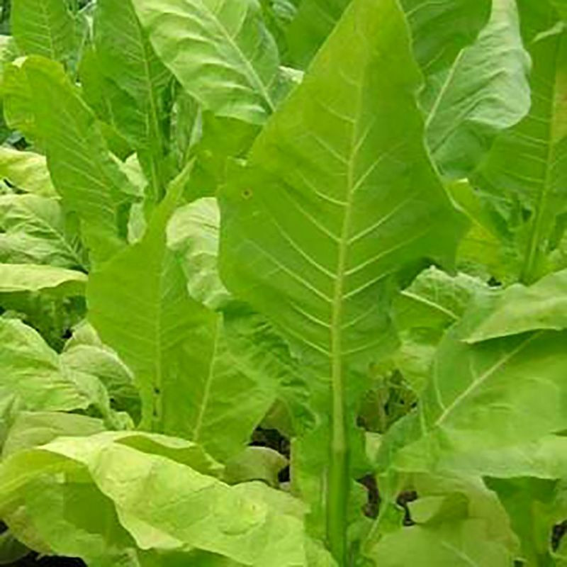 Tobacco seeds - Virginia Helena - 100
