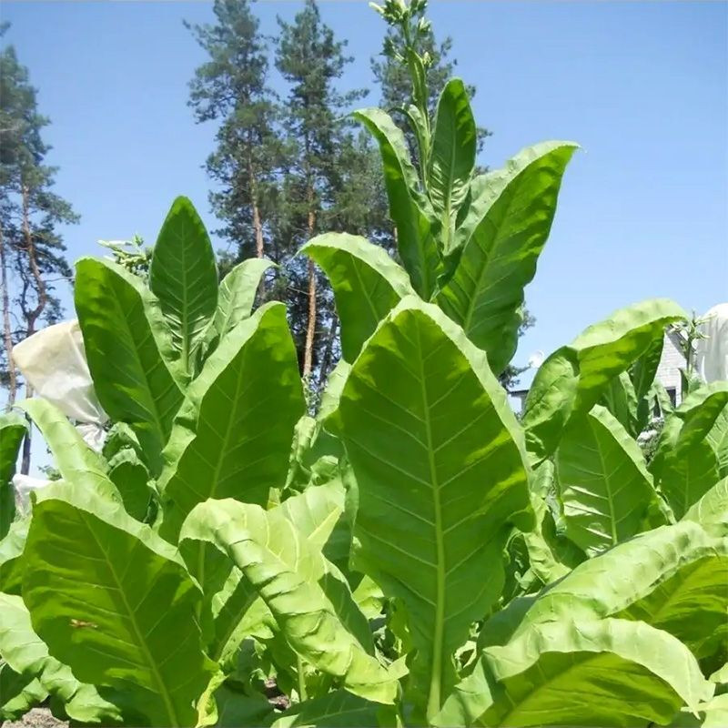 Tobacco seeds - Virginia Helena - 100