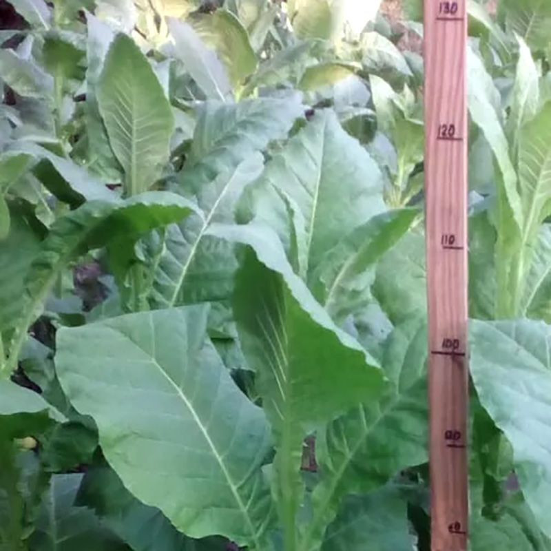 Tobacco seeds - Virginia Helena - 100