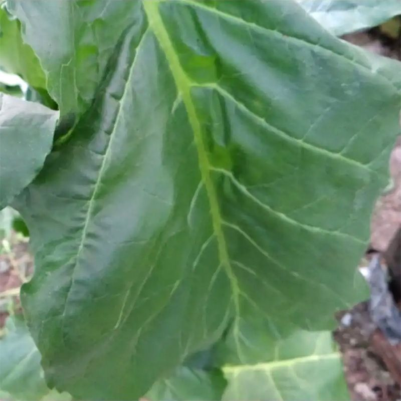 Tobacco seeds - Virginia Helena - 100