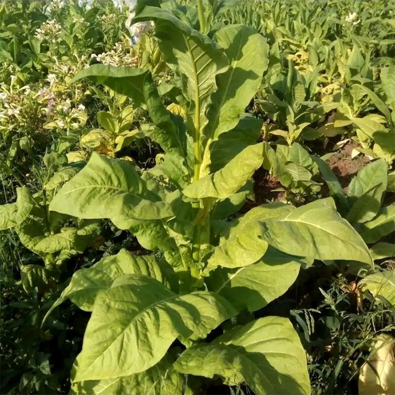 Tobacco seeds - Virginia Helena - 100