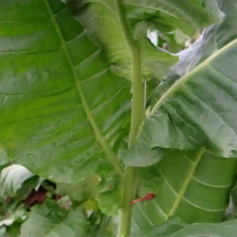 Tobacco seeds - Sobolchski 17 - 50