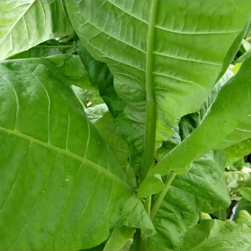 Tobacco seeds - Sobolchski 17 - 50