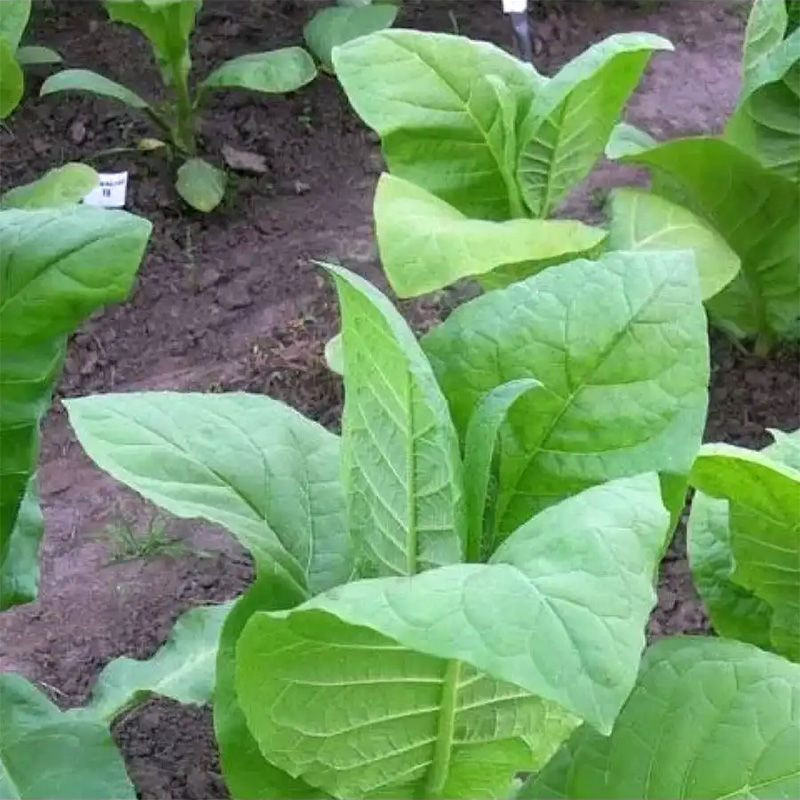 Tobacco seeds - Sobolchski 17 - 50