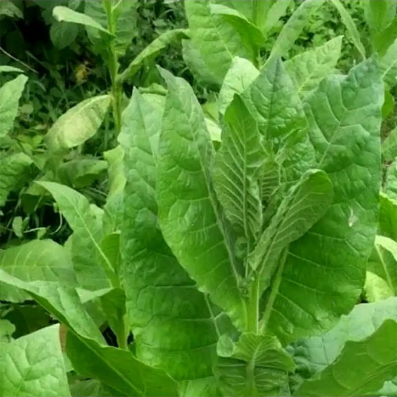 Tobacco seeds - Sobolchski 17 - 50
