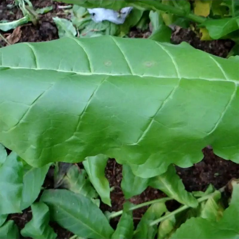 Tobacco seeds - Sobolchski 17 - 50