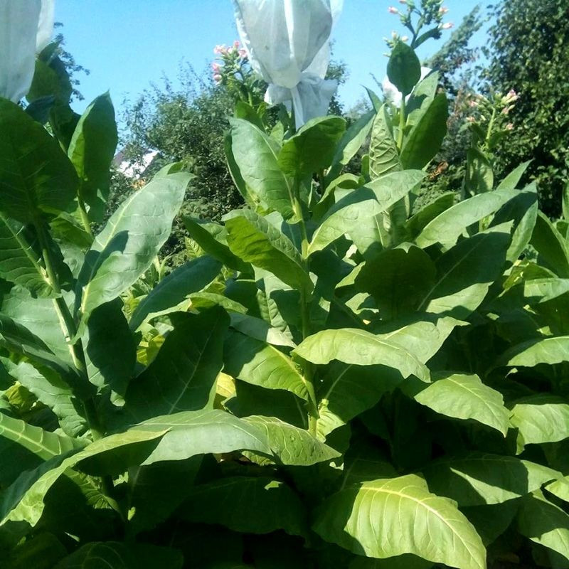 Tobacco seeds - Sobolchski 17 - 50