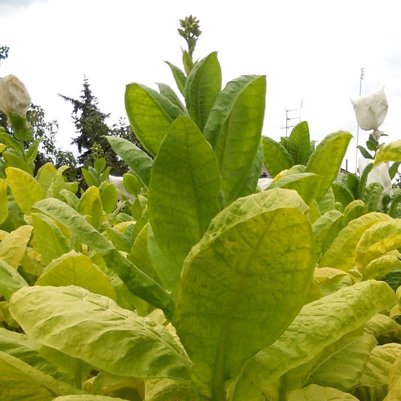 Tobacco seeds - Sobolchski 17 - 50