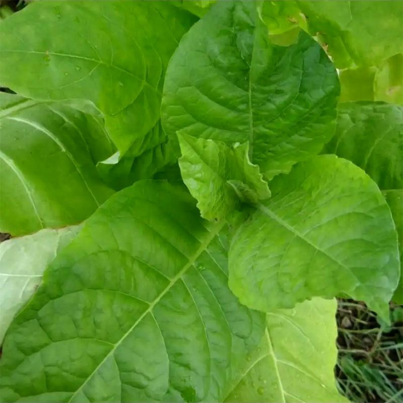 Tobacco seeds - Sobolchski 17 - 100