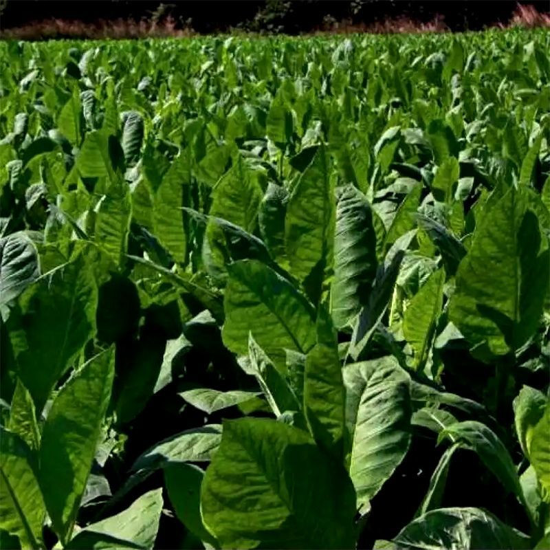 Tobacco seeds - Lorscher - 300