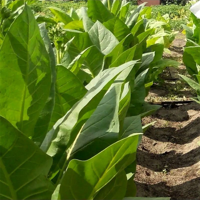 Tobacco seeds - Lorscher - 300