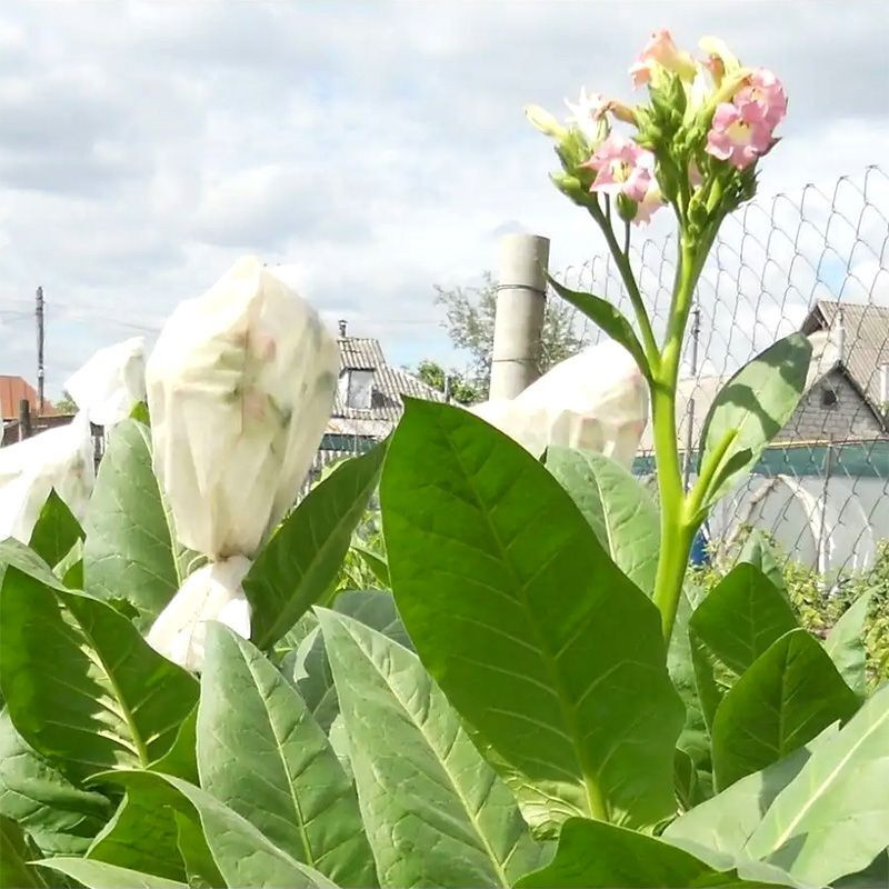 Tobacco seeds - Lorscher - 300
